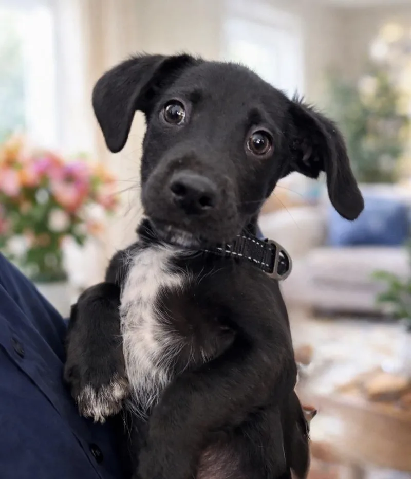 Rhapsody thumbnail 2