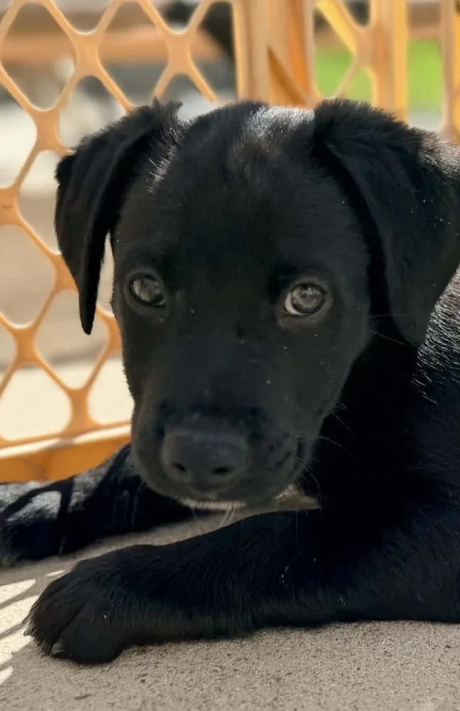 Rhapsody thumbnail 3