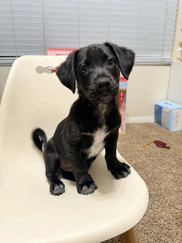 Rhapsody thumbnail 4