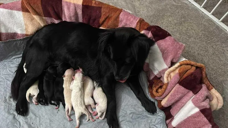 Rhapsody thumbnail 5