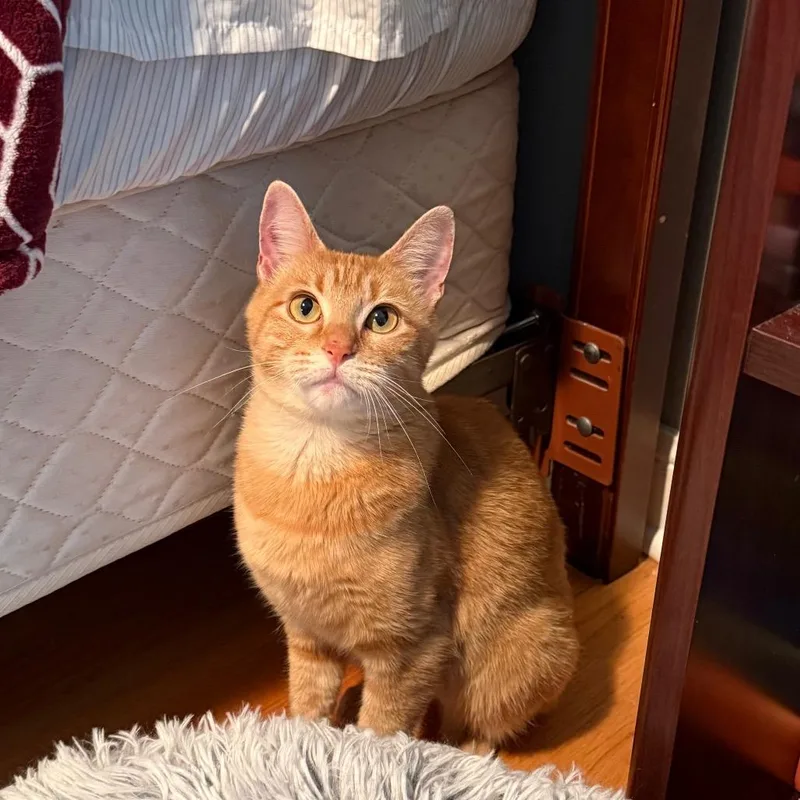 An adult medium-sized female Domestic Short Hair cat named Tikka for adoption in Roselle, IL
