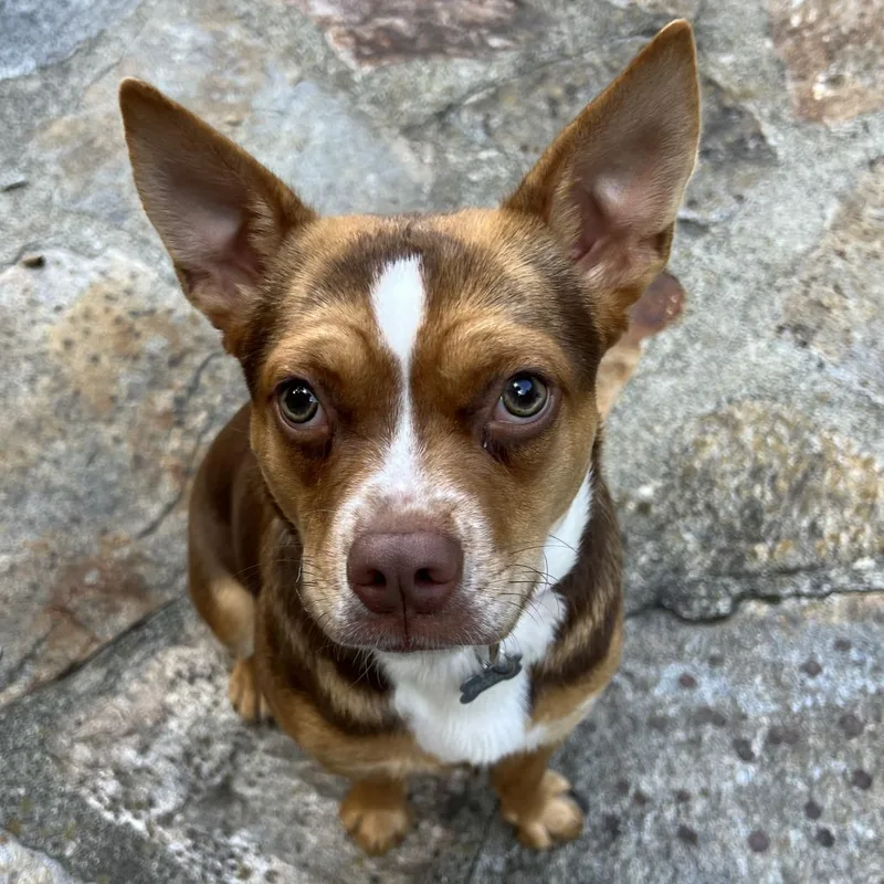 An adult medium-sized female Chihuahua dog named Frostine for adoption in Eastford, CT