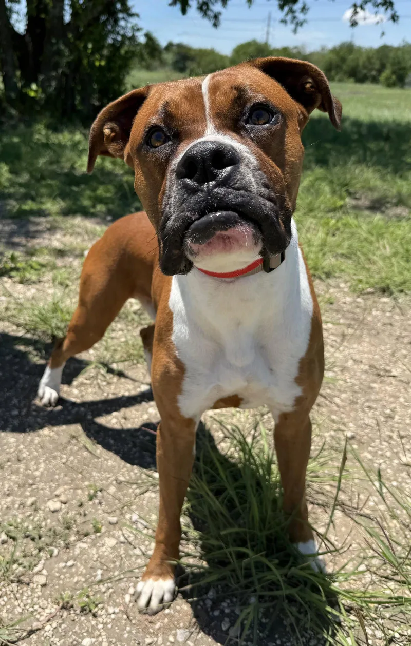 An adult large-sized male Mixed Breed dog named Bam for adoption in Monticello, NY