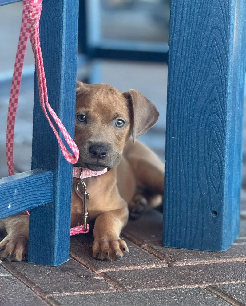 A baby medium-sized female Labrador Retriever dog named Ava for adoption in Royal Palm Beach, FL