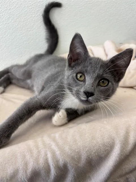 A baby small-sized male Domestic Short Hair cat named Megaphone for adoption in Geneva, IL
