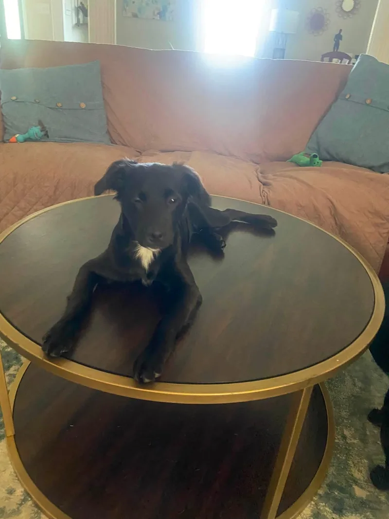 A baby medium-sized female Brittany Spaniel dog named Luna for adoption in Lexington, KY