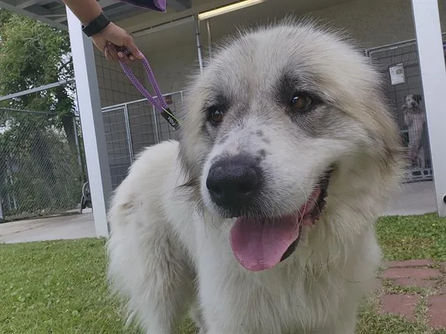 An adult large-sized female Great Pyrenees dog named Remi for adoption in Houston, TX