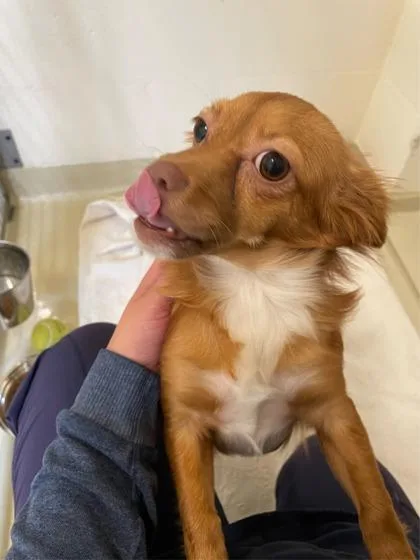 A baby small-sized female Mixed Breed dog named Cinnabon for adoption in Pleasanton, CA