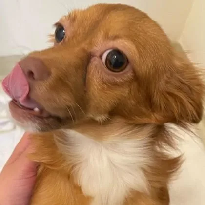 Cinnabon thumbnail 2