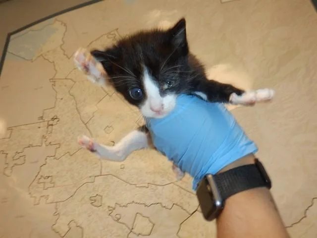 A baby small-sized male Domestic Short Hair cat named Slinky for adoption in San Jose, CA