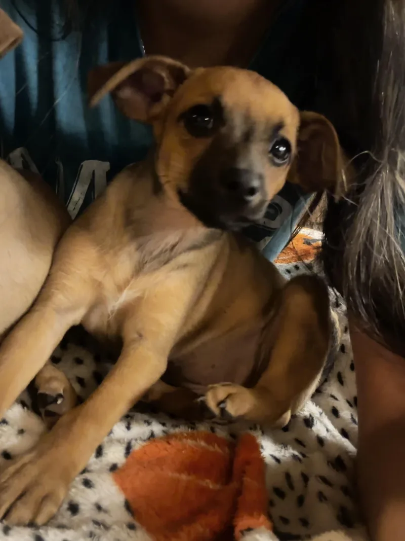 A baby small-sized female Yellow / Tan / Blond / Fawn Chiweenie dog named Poppy for adoption in Gilbert, AZ