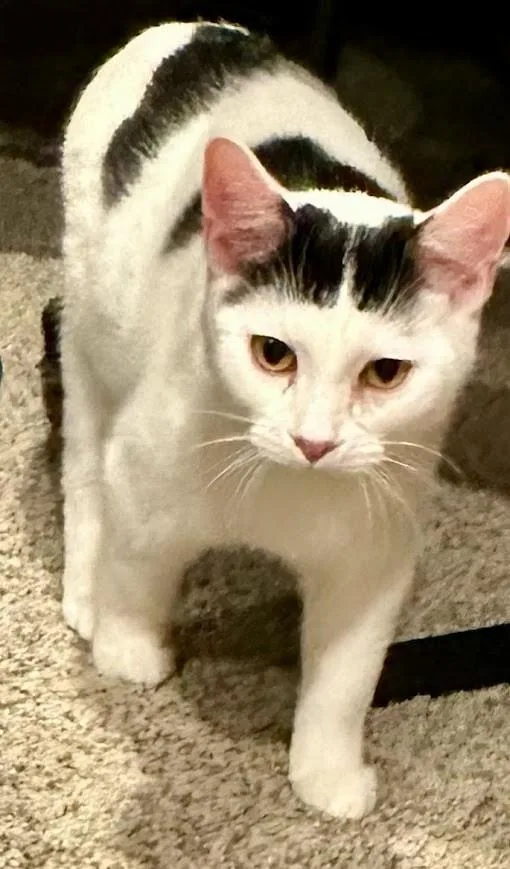 A baby medium-sized male Black & White / Tuxedo Domestic Short Hair cat named Montgomery for adoption in Kalamazoo, MI
