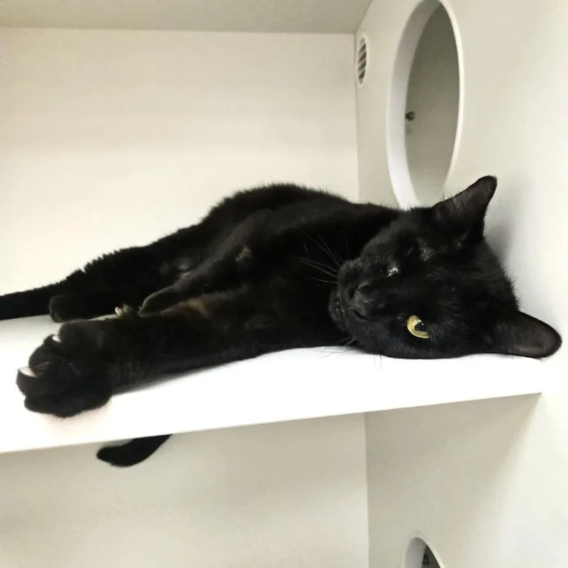 An adult large-sized female Black Domestic Short Hair cat named Sola for adoption in Champaign, IL