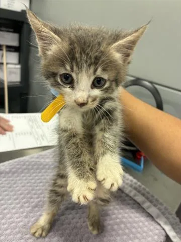 A baby small-sized male Domestic Medium Hair cat named Holiday for adoption in San Martin, CA