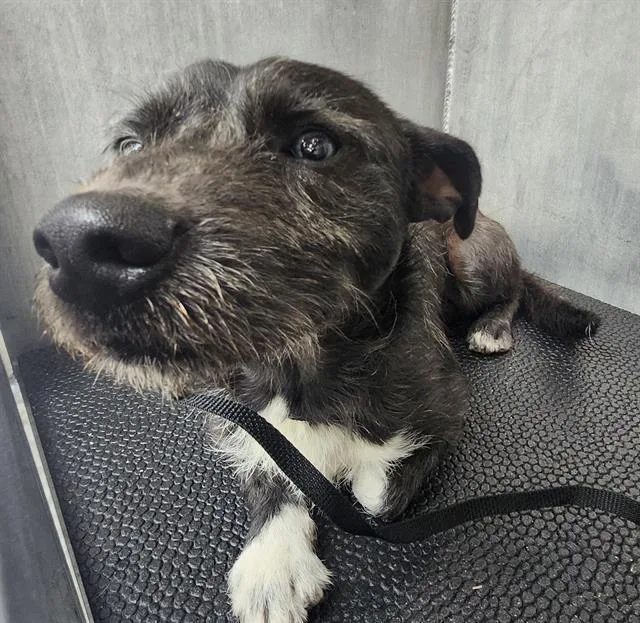 An adult small-sized male Terrier dog named A for adoption in San Antonio, TX