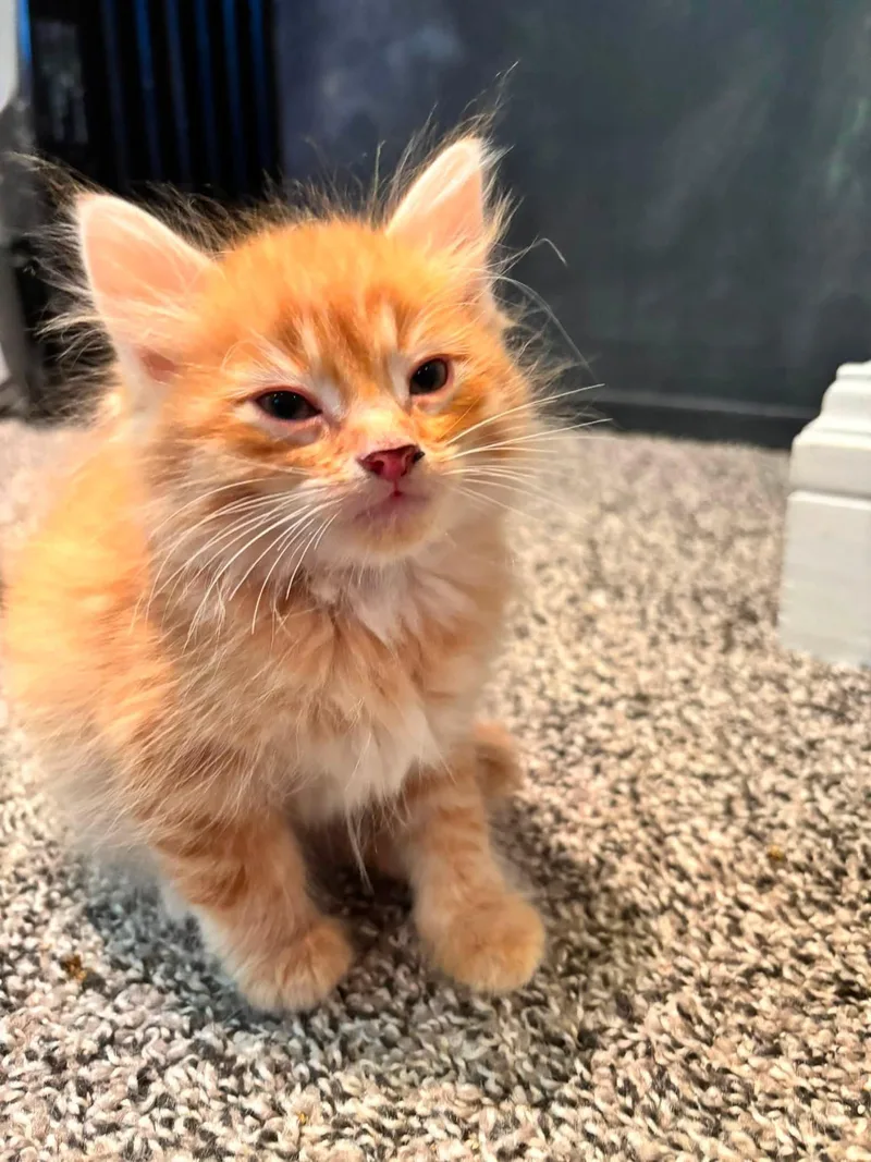 A baby medium-sized male Tabby (Orange / Red) Tabby cat named Orange Juice for adoption in Omaha, NE