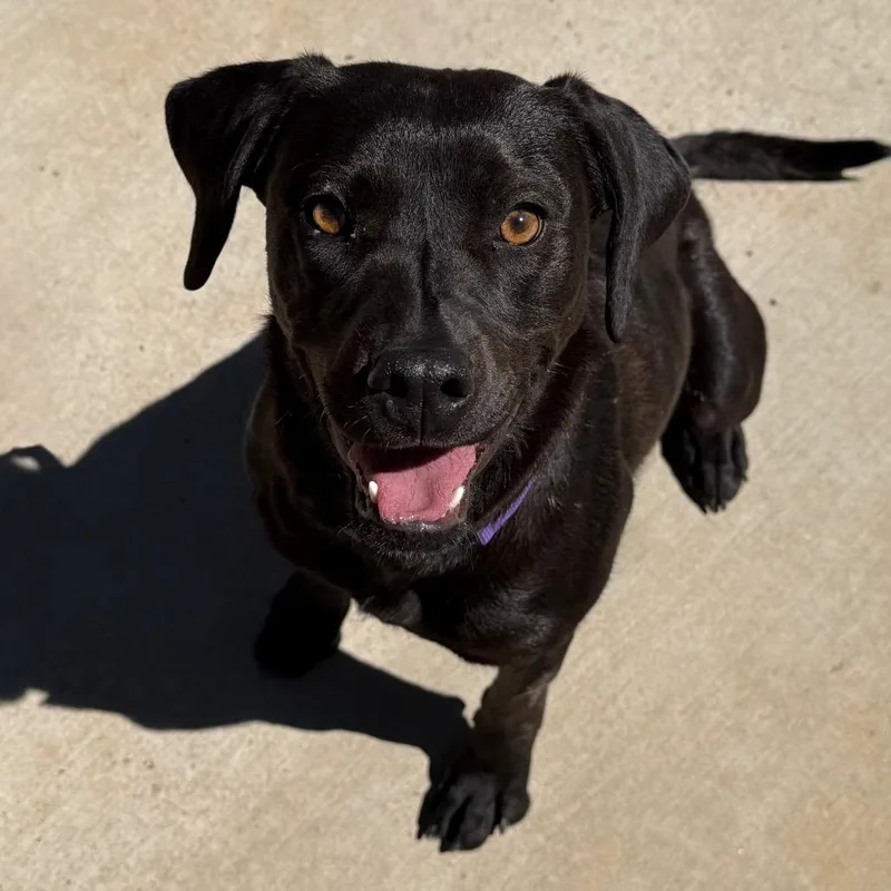 An adult medium-sized female Black Labrador Retriever dog named Charlotte for adoption in Albuquerque, NM