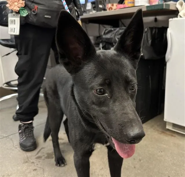 An adult medium-sized female Labrador Retriever dog named Tulip for adoption in Tucson, AZ