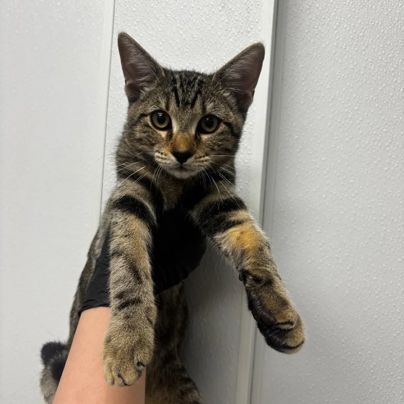 A baby medium-sized male Black Domestic Short Hair cat named Olly for adoption in Abilene, TX