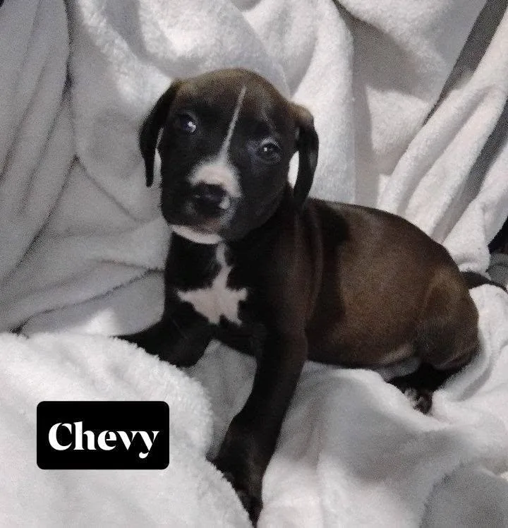 A baby medium-sized male American Bulldog dog named Yukon for adoption in Winter haven, FL