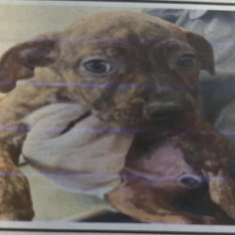 A baby medium-sized female Brindle Mixed Breed dog named Rue for adoption in Pensacola, FL