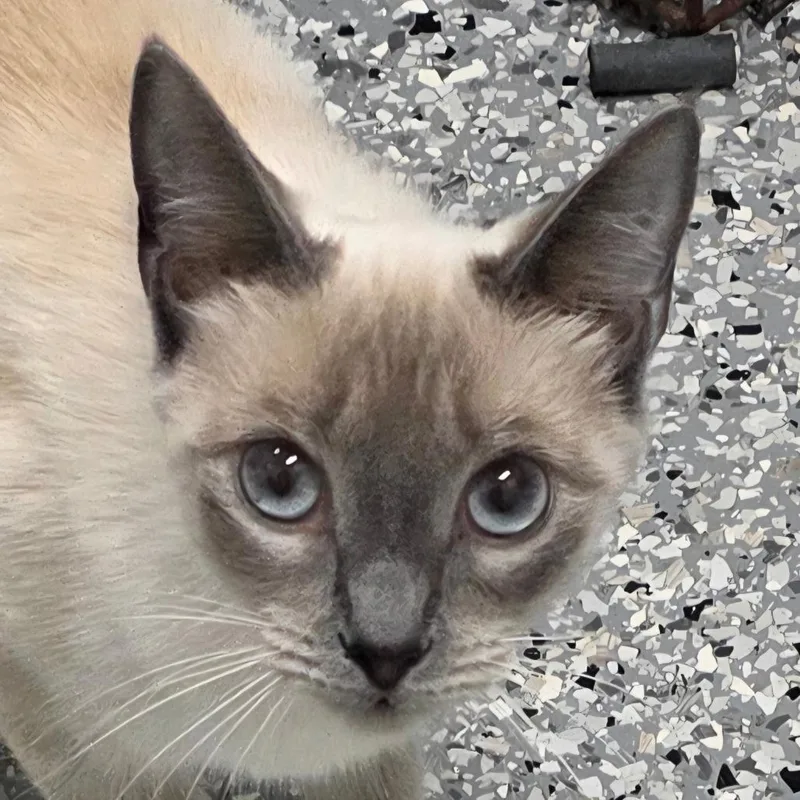 A young medium-sized female White Domestic Short Hair cat named Snowflake for adoption in Gainesville, FL