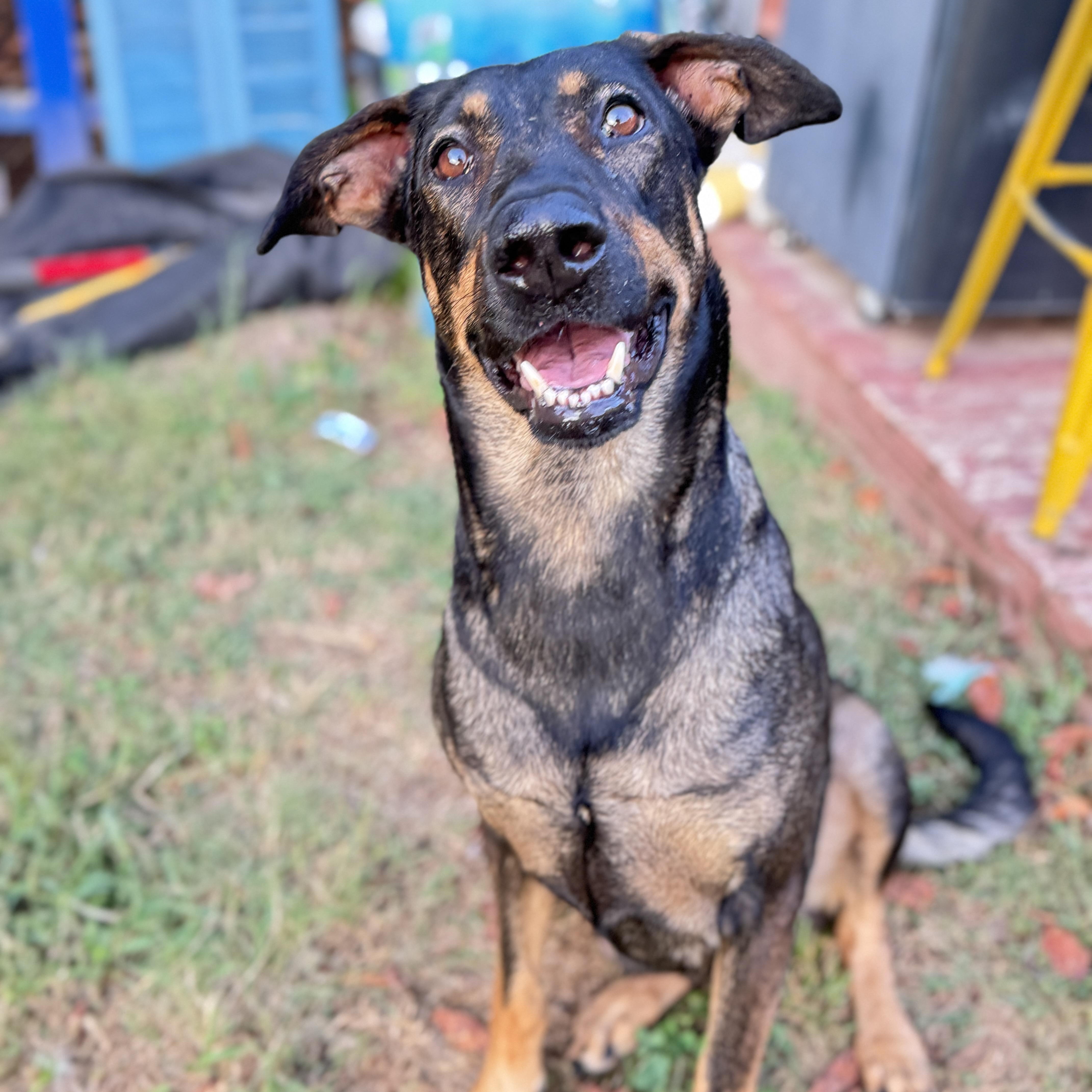 Ozziebonded Pair thumbnail 3