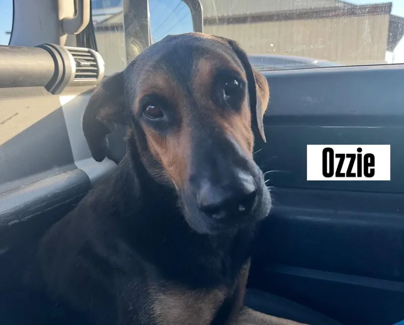 Ozziebonded Pair thumbnail 5