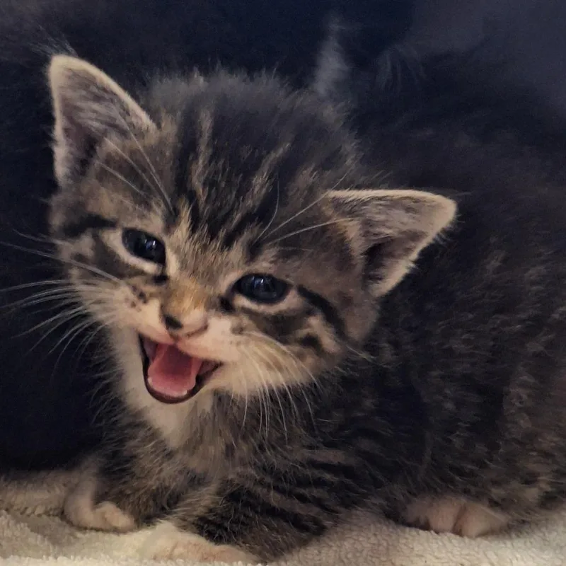 A baby small-sized male Gray / Blue / Silver Domestic Short Hair cat named Rico for adoption in Montgomery, AL