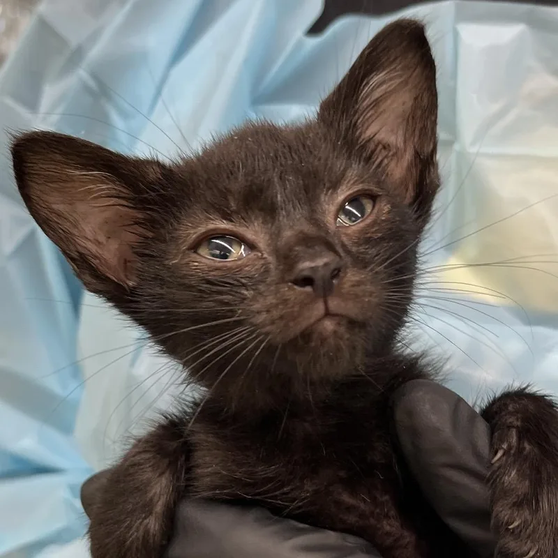 A baby small-sized female Domestic Short Hair cat named Polaris for adoption in West Palm Beach, FL