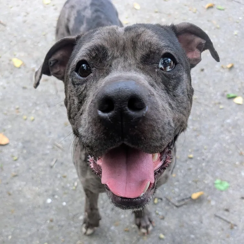 An adult medium-sized male Black Pit Bull Terrier dog named Flapjack for adoption in Baltimore, MD
