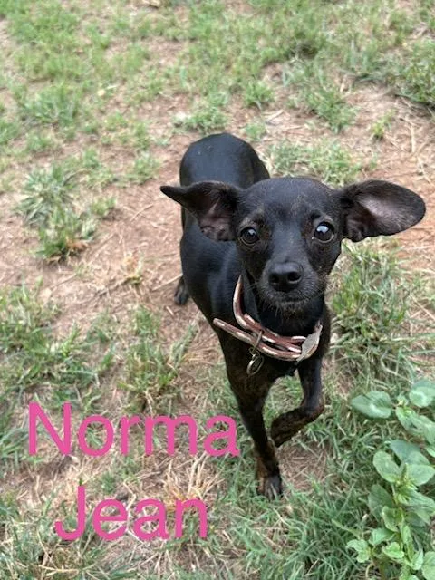 A young small-sized female Chihuahua dog named Norma Jean for adoption in Zimmerman, MN