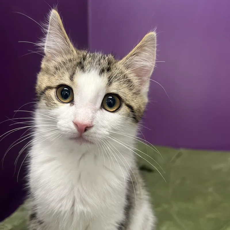 A baby medium-sized male White Domestic Short Hair cat named Brewski for adoption in Pontiac, MI