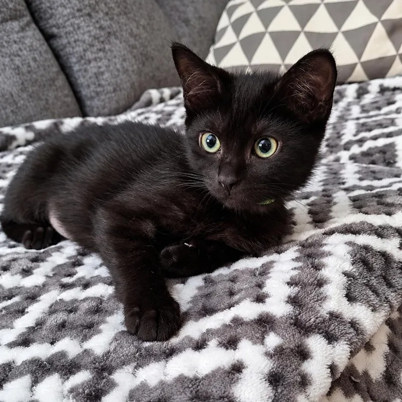 A baby small-sized female Black Domestic Short Hair cat named Twink for adoption in Antioch, CA