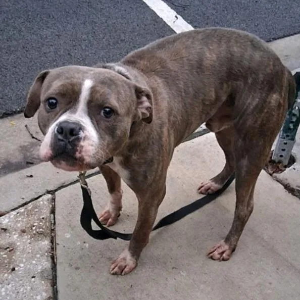 An adult medium-sized male Pit Bull Terrier dog named Heath for adoption in Oak Park, IL
