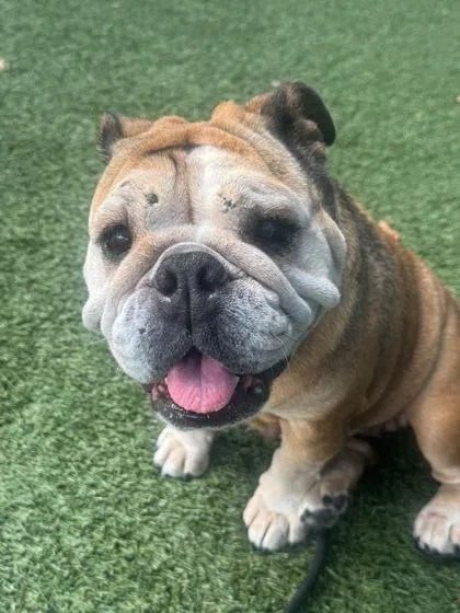 An adult medium-sized female English Bulldog dog named Croissant for adoption in Roseville, CA