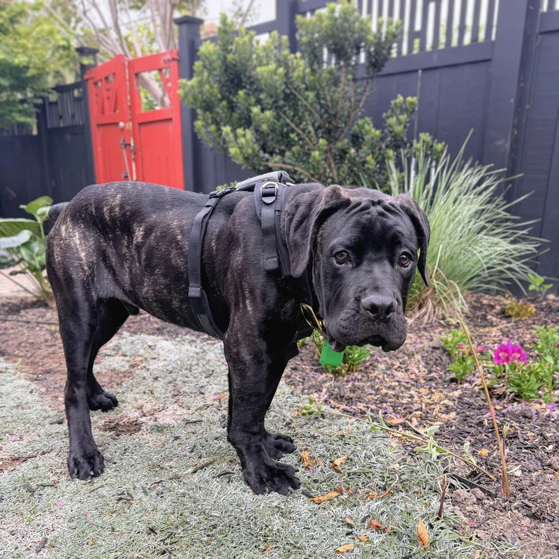 Bruce