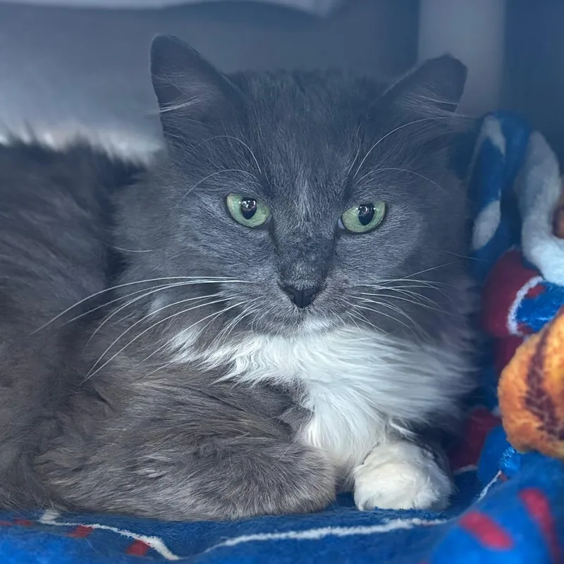 An adult medium-sized female Gray / Blue / Silver Domestic Medium Hair cat named Micky for adoption in Dover, NH