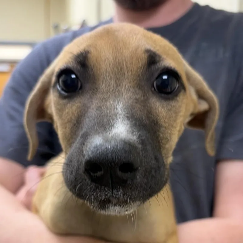 A baby small-sized female Brown / Chocolate Labrador Retriever dog named Lita for adoption in Palestine, TX