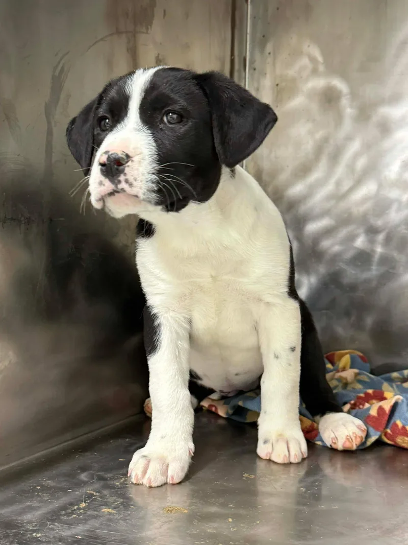 A baby medium-sized female Pit Bull Terrier dog named Wynstar for adoption in Othello, WA
