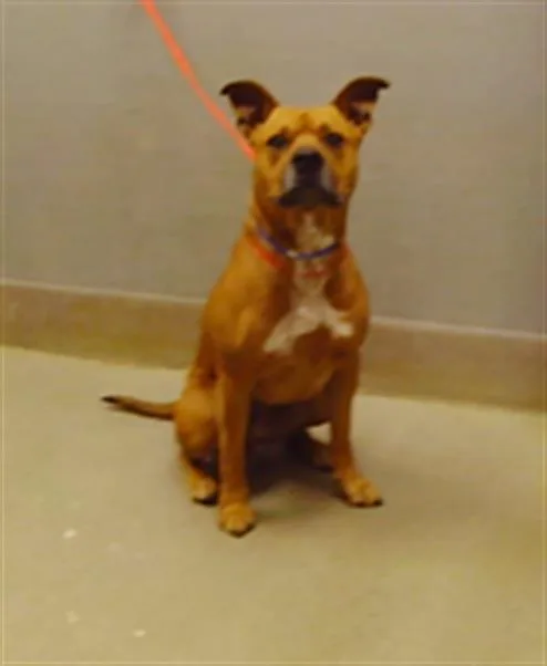 An adult large-sized male Pit Bull Terrier dog named Tyson for adoption in Las Vegas, NV