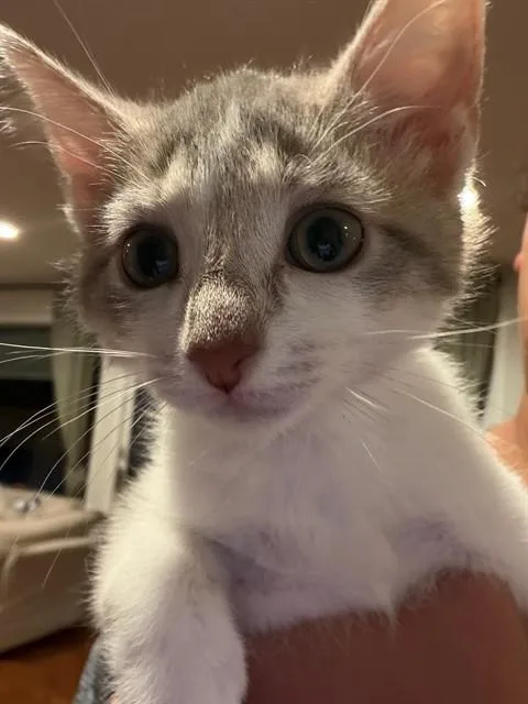 A baby small-sized female Domestic Short Hair cat named Coco for adoption in Peoria, IL