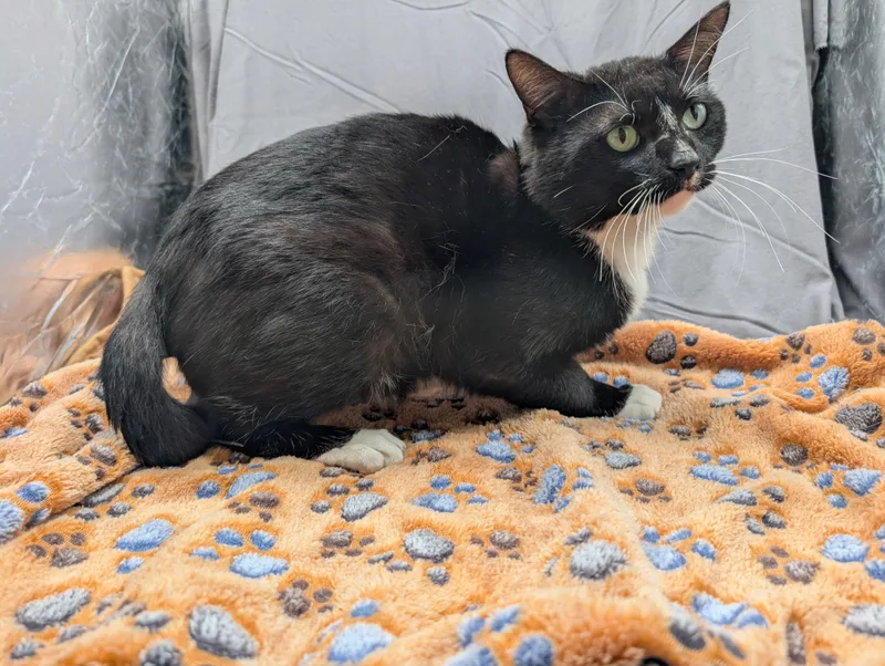 An adult medium-sized male Domestic Short Hair cat named Jack for adoption in Appling, GA