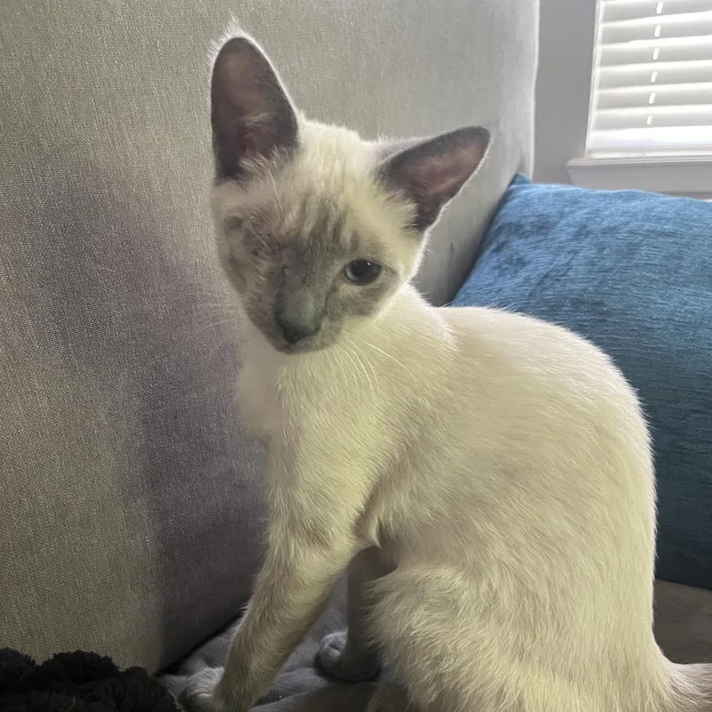 A baby small-sized male White Domestic Short Hair cat named Max for adoption in Port Richey, FL