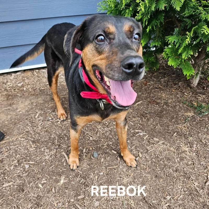 Reebok thumbnail 3