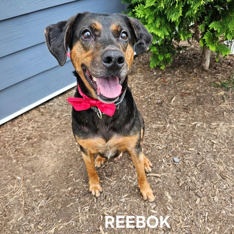 Reebok thumbnail 6