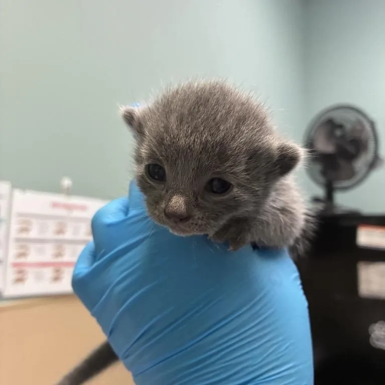 A baby small-sized female Domestic Short Hair cat named Nala for adoption in Tacoma, WA