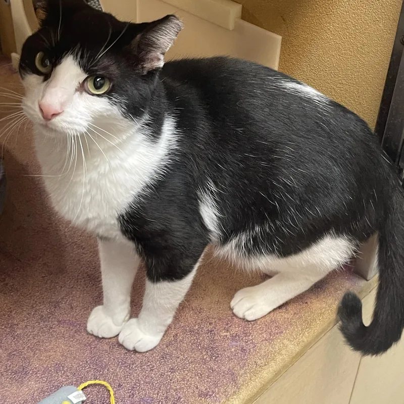 An adult medium-sized male Black & White / Tuxedo Domestic Short Hair cat named Houdini for adoption in Highland, IN