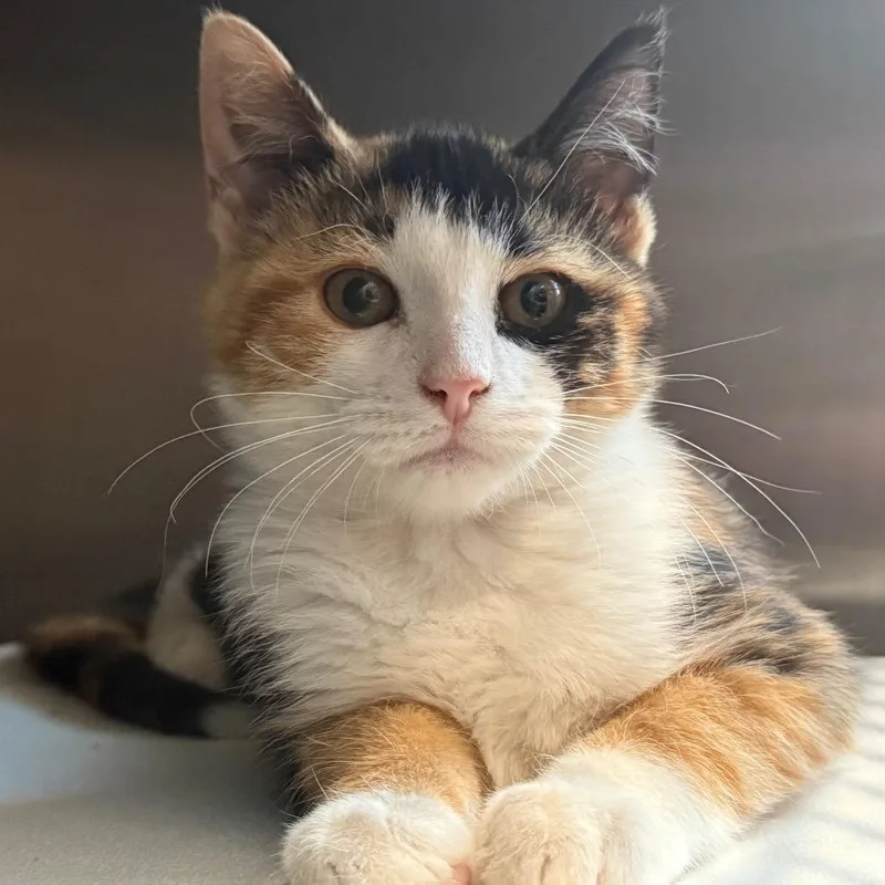 A baby small-sized female Orange / Red Domestic Medium Hair cat named Winkie for adoption in Cedaredge, CO