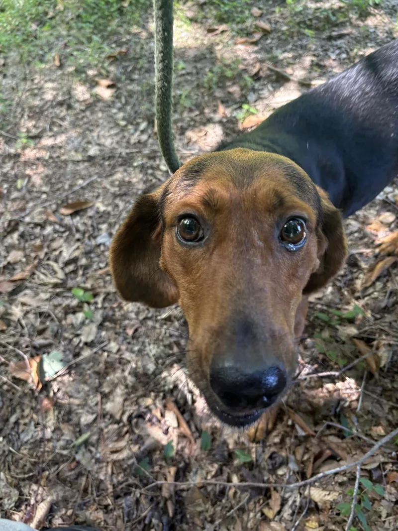 A young medium-sized male Bicolor Hound dog named Lamar for adoption in Ashland, VA